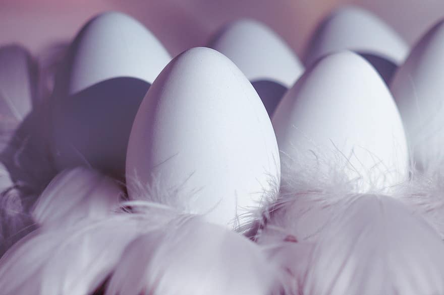 huevos de Pascua, huevos, huevos blancos, pluma, decoración de pascua, colección de pascua, Motivo de Pascua, tema de pascua, Felices Pascuas, saludos de Pascua, comida