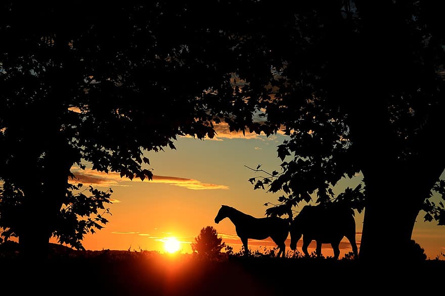 solnedgang, træer, heste, natur, himmel, sol, lys, berolige, aften, orange, farve