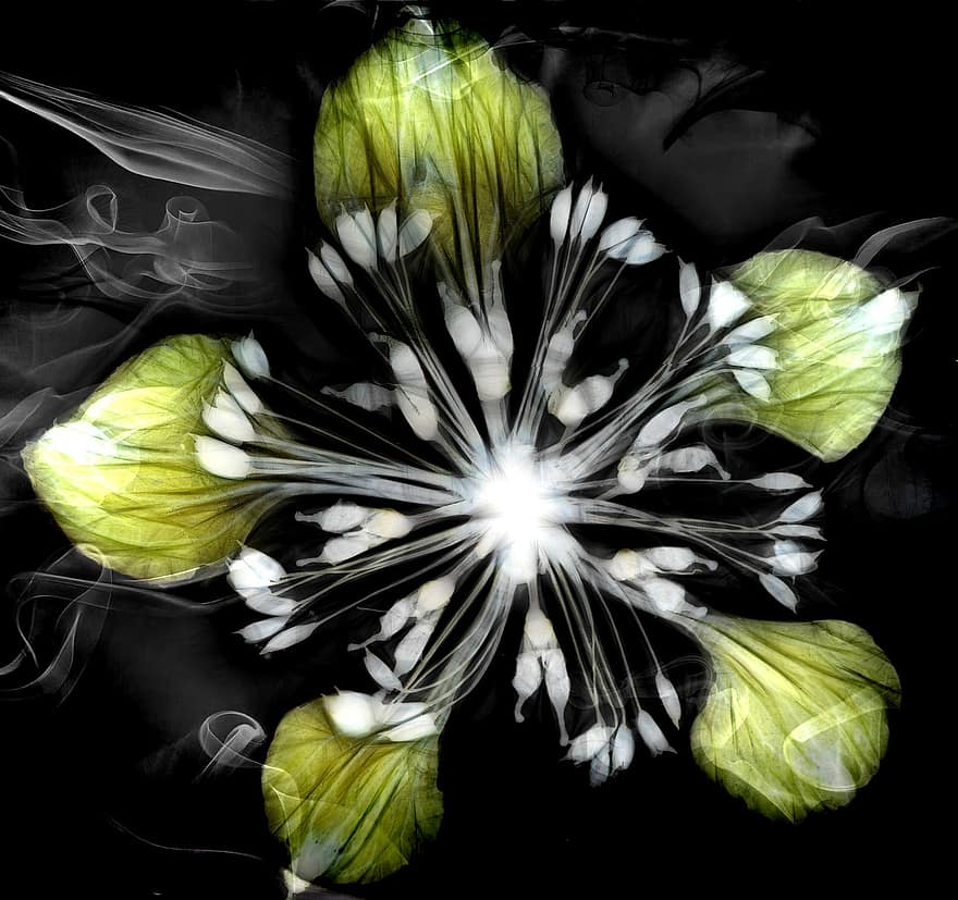 kuvamateriaali, kuivat kukat, yhdistää, säveltäminen, fractal