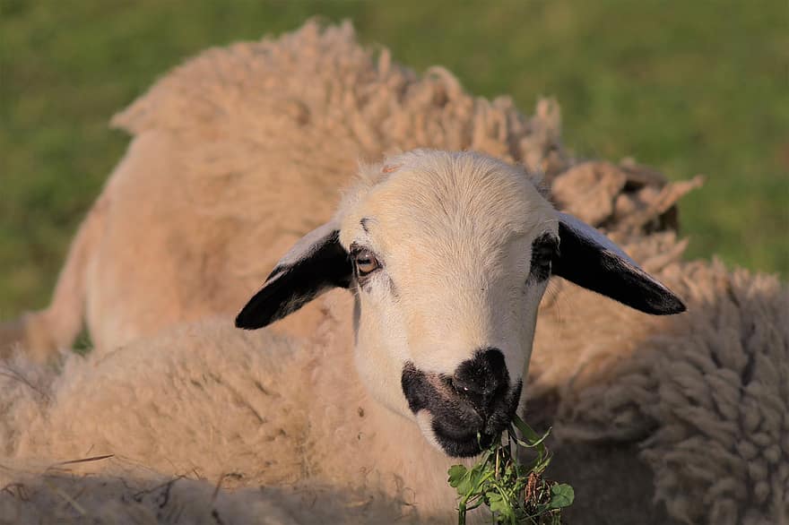 овца, шерсть, растения, трава, ферма, поле, домашний скот, природа, принимать пищу