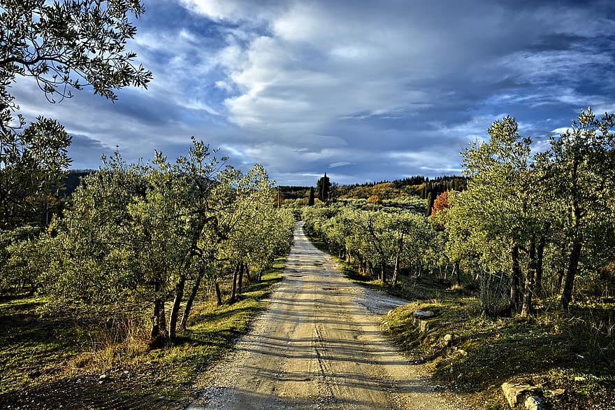 черен път, път, маслини, дървета, селски път, селски, околност, Via Delle Tavarnuzze, Флоренция, Тоскана, Кианти