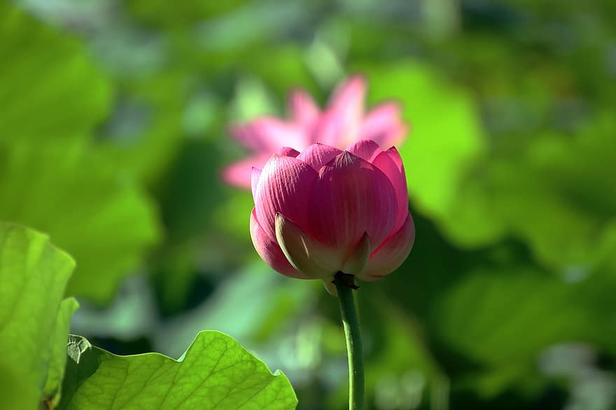 lotus, floare, floare de lotus, floare roz, petale, roz petale, a inflori, inflori, plante acvatice, floră, frunze