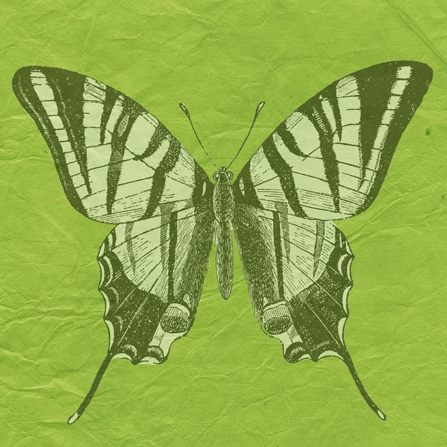sommerfugl, grønn, utklippsbok, side, design, grunge, årgang, kort, dekorasjon, tekstur, gammel