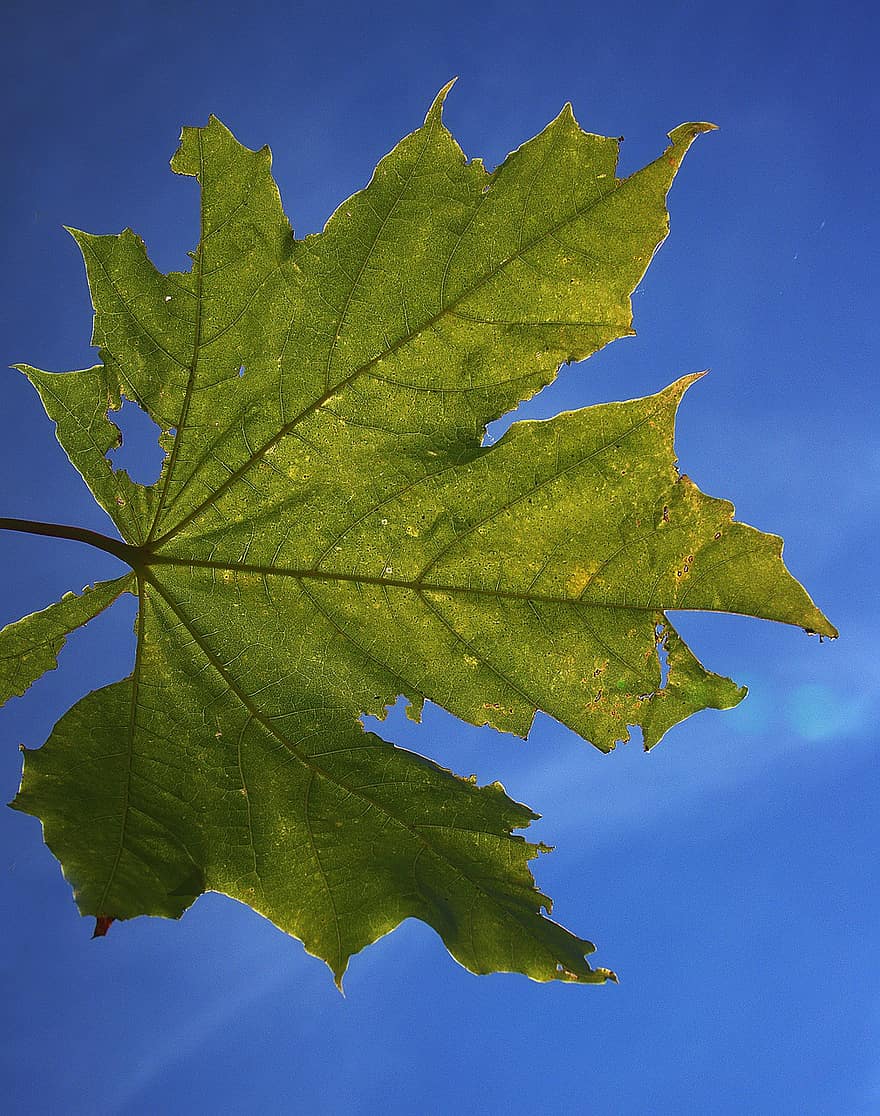 frunză de arțar, frunze, cer, iluminare din spate, soare, vene, vene de frunze, boboci de frunze, nervură, contrast, grafic