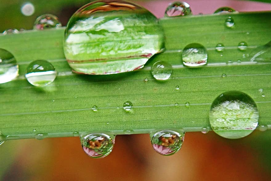 Raindrops, Water, Refraction, Grass, Reflection, Plant, Macro, Garden