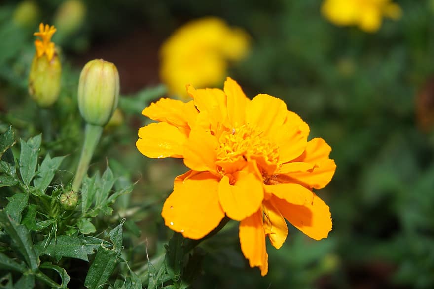 Marigold, Flower, Plant, Mexican Marigold, Yellow Flower, Petals, Bud, Bloom, Leaves