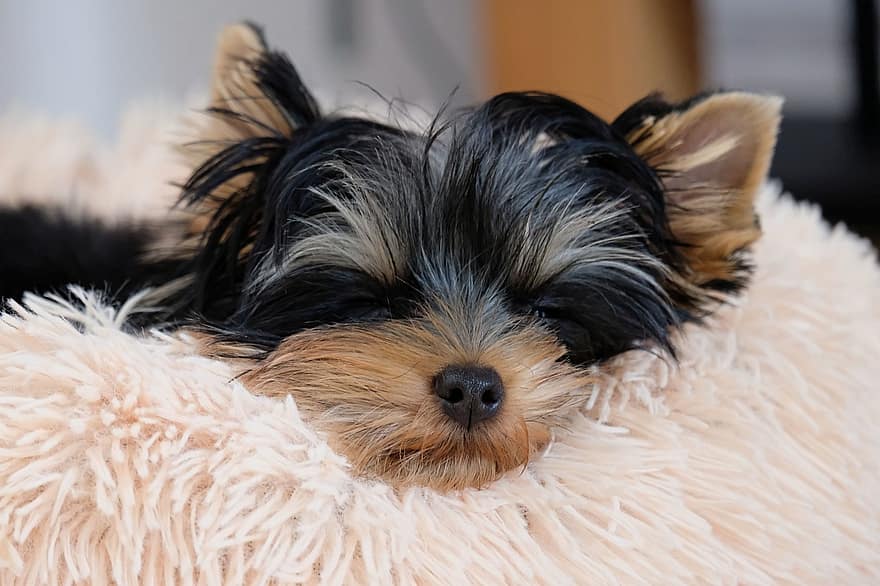 Yorkshire Terrier, Dog, Puppy, Pet, Terrier, Canine, Animal, Lying, Fur, Snout, Mammal