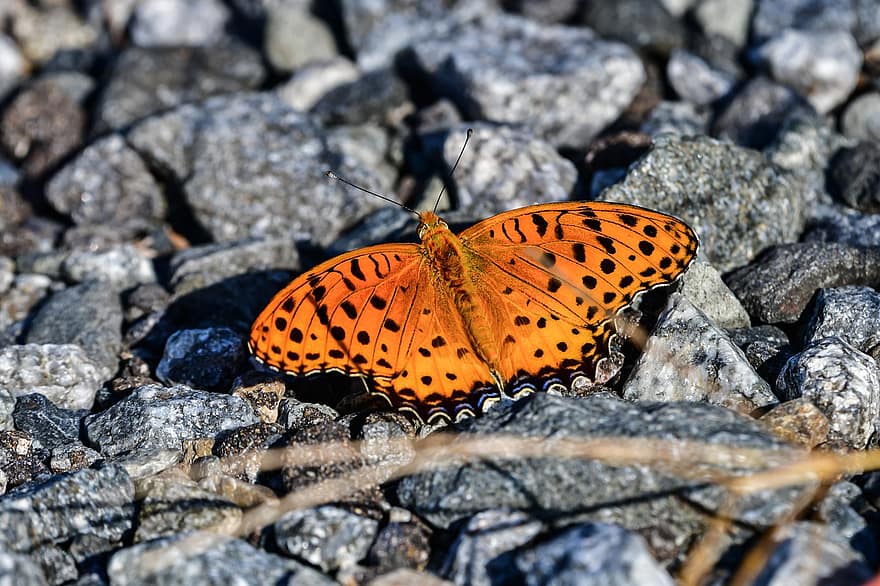 Fritillary Butterfly, Butterfly, Insect, Wings, Nature, Rocks, Macro