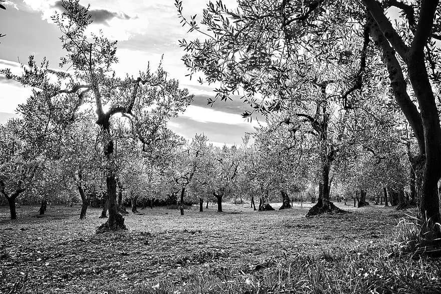 أشجار الزيتون ، أحادية اللون ، طبيعة ، الجانب القطري ، في الهواء الطلق ، عبر Tavarnuzze ، الأشجار