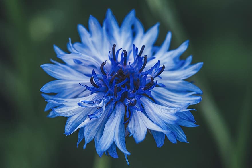 chaber, kwiat, roślina, niebieski kwiat, płatki, Natura