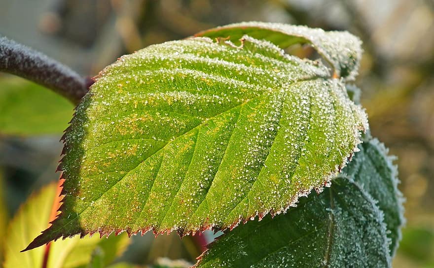 brombær, blad, frost, Frosset, kold, is, rimfrost, vinter, iset, afdeling, plante