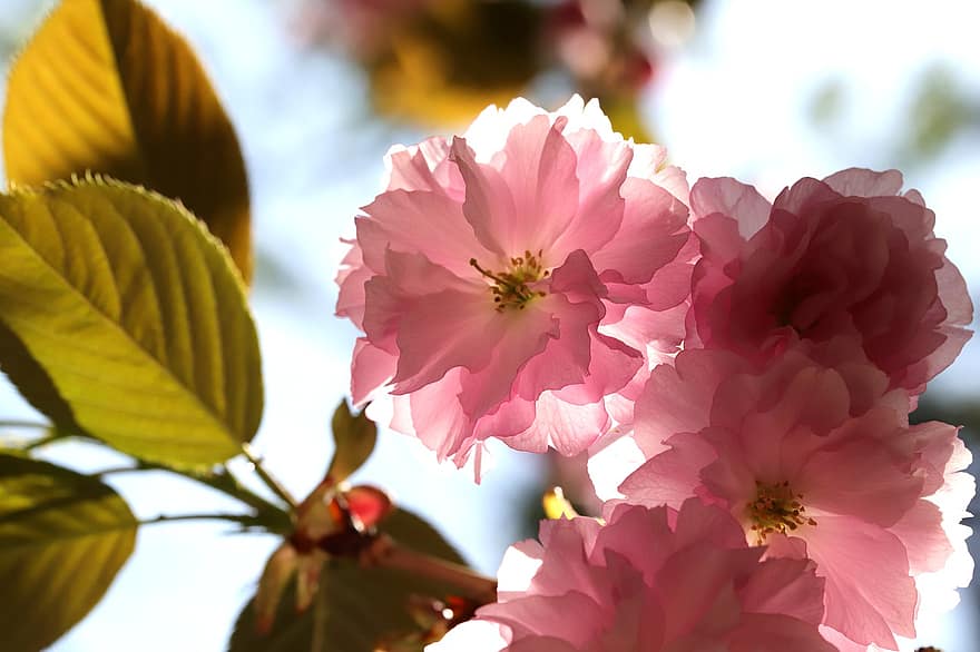 vyšnių žiedų, gėlės, pavasaris, rožinės gėlės, sakura, žydi, žiedas, filialas, medis, pobūdį