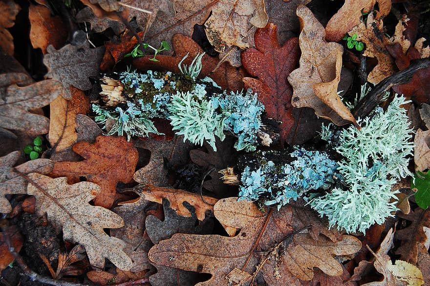 Oakmoss, Lichen, Forest, Dry Leaves, Moss, Foliage, Forest Floor, Nature