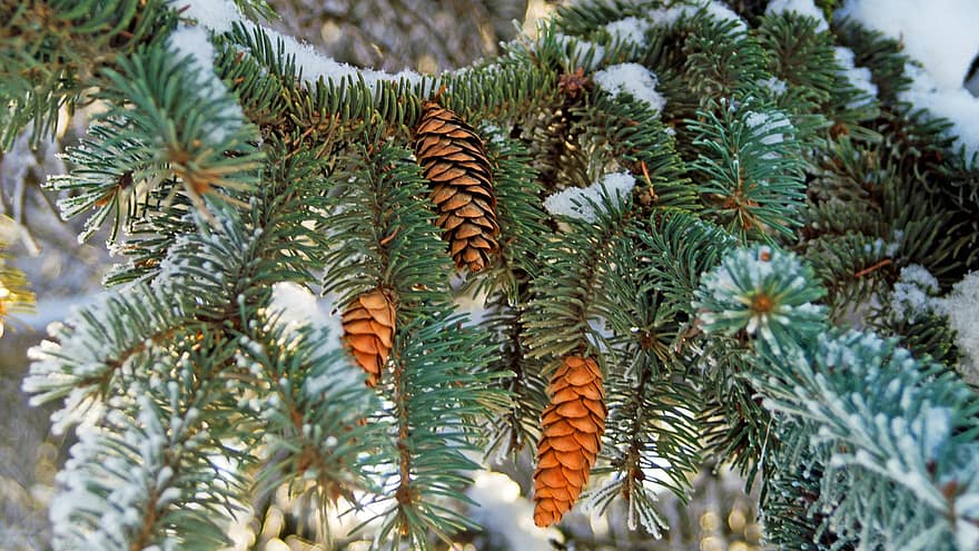 nowy Rok, zimowy, drzewko świąteczne, guzki, śnieg, igły, Natura
