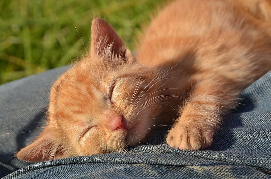 ネコ、子猫、睡眠、ペット、若い猫、動物、国内の、猫科、可愛い、可愛らしい、眠っている