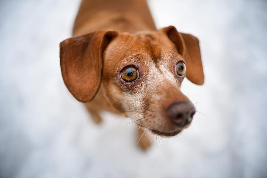 câine, animal de companie, câine brun, față, față de câine, bot, iarnă, animal, cățeluș, portret, canin