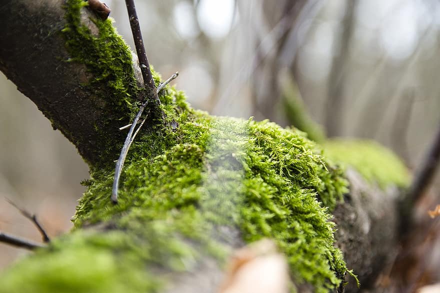 Moss, Branch, Tree, Tribe, Green, Forest, Bark, Tree Bark, Wood, Log, Structure