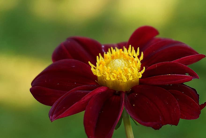 fiore, Dalia, Georgia, bordowa, rosso scuro, dwubarwna, Asteraceae, angiosperme, astropodico, perenni, decorativo