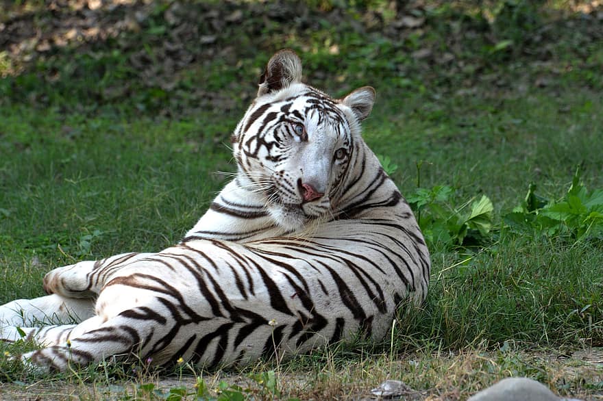 животное, тигр, млекопитающее, живая природа, вид, фауна, белый тигр, леопард, дикий