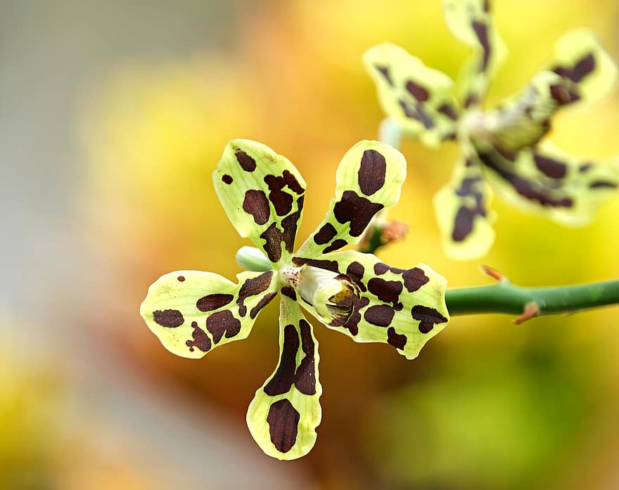 orchidej, květ, rostlina, Orchidej Papua, Grammatophyllum Scriptum, okvětní lístky, detail, list, zelená barva, makro, žlutá