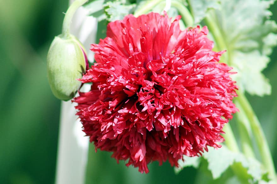 Carnation, Flower, Plant, Bud, Red Flower, Petals, Bloom, Nature