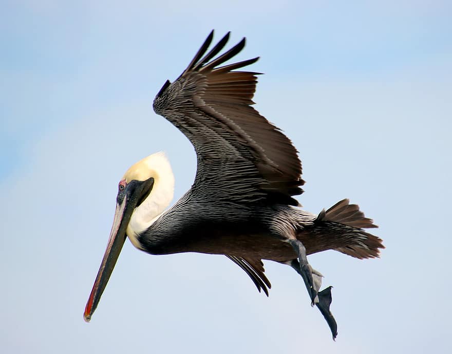 ptak, pelikan, wschodni brązowy pelikan, ornitologia, gatunki, fauna, ptaków, zwierzę, dziób, dzikiej przyrody, latający