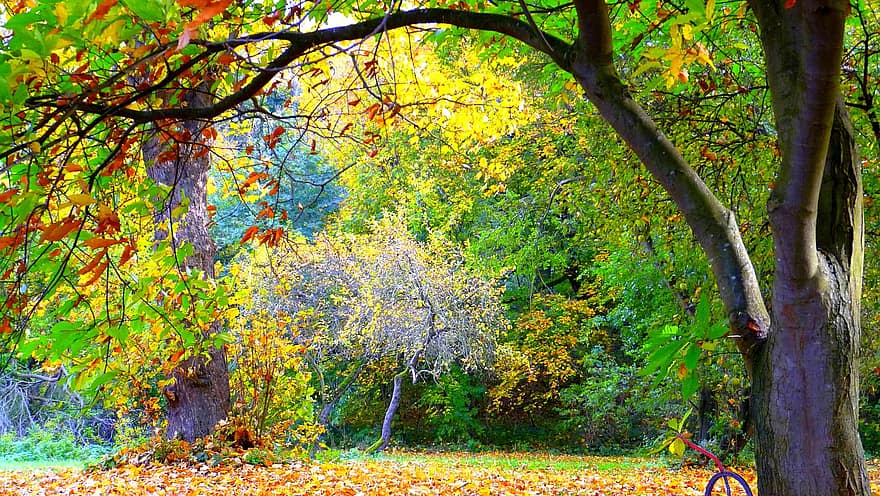 parkas, ruduo, medžiai, rudenį, lapai, rudens lapai, kraštovaizdį, medis, miškas, geltona, sezoną