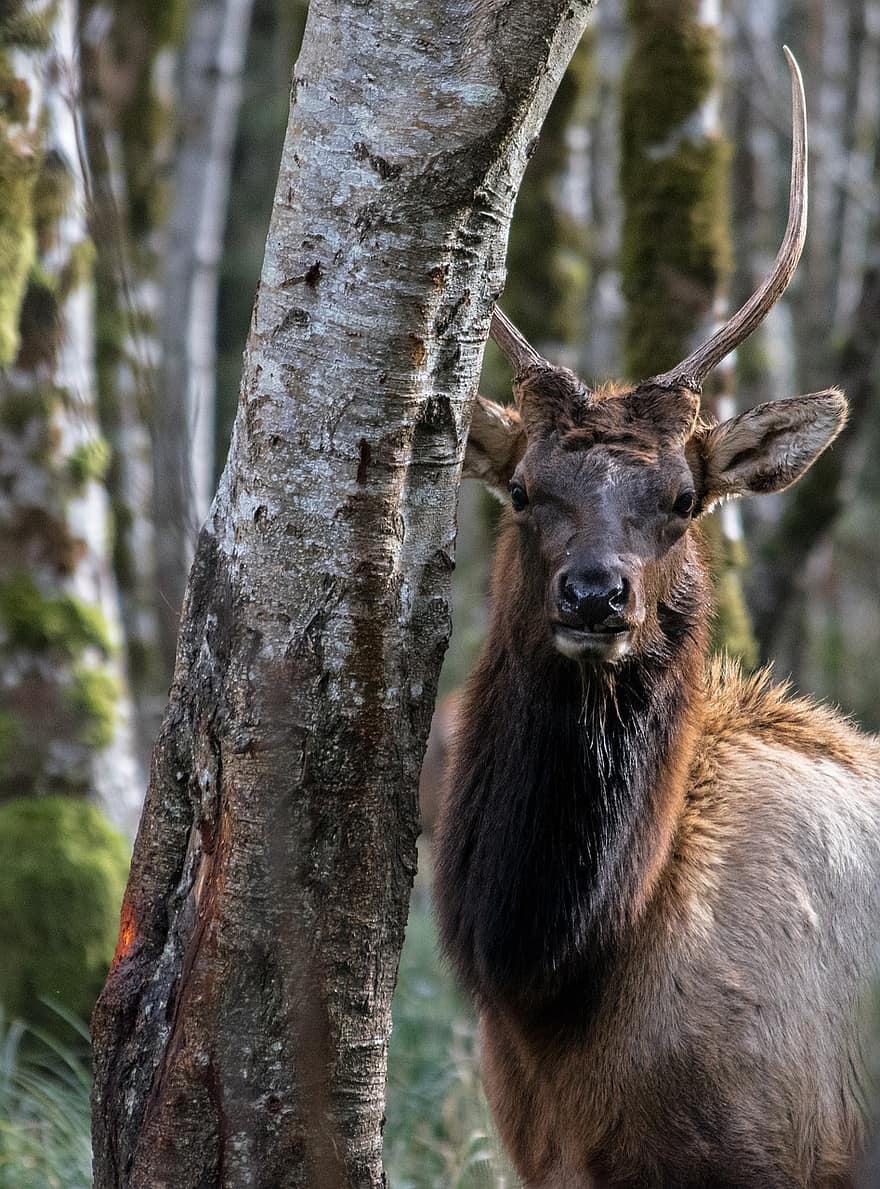 elk, zvíře, volně žijících živočichů, jelen, dolar, savec, divoké zvíře, fauna, divočina, les