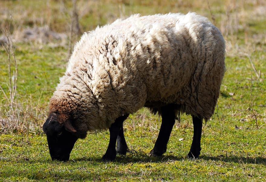 mouton, pâturage, la laine, agriculture, animaux