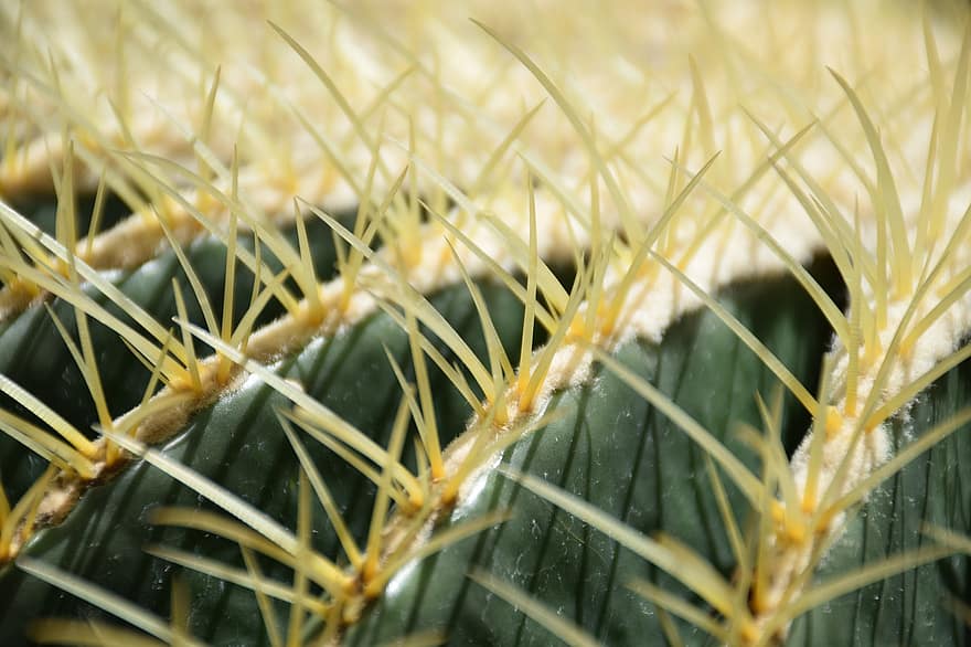cactus de barril daurat, cactus, espines, planta, echinocactus grusonii, suculent, espinós, naturalesa