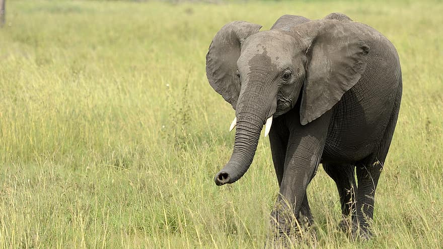 slon, zvíře, safari, savec, divoké zvíře, volně žijících živočichů, pachyderm, divočina
