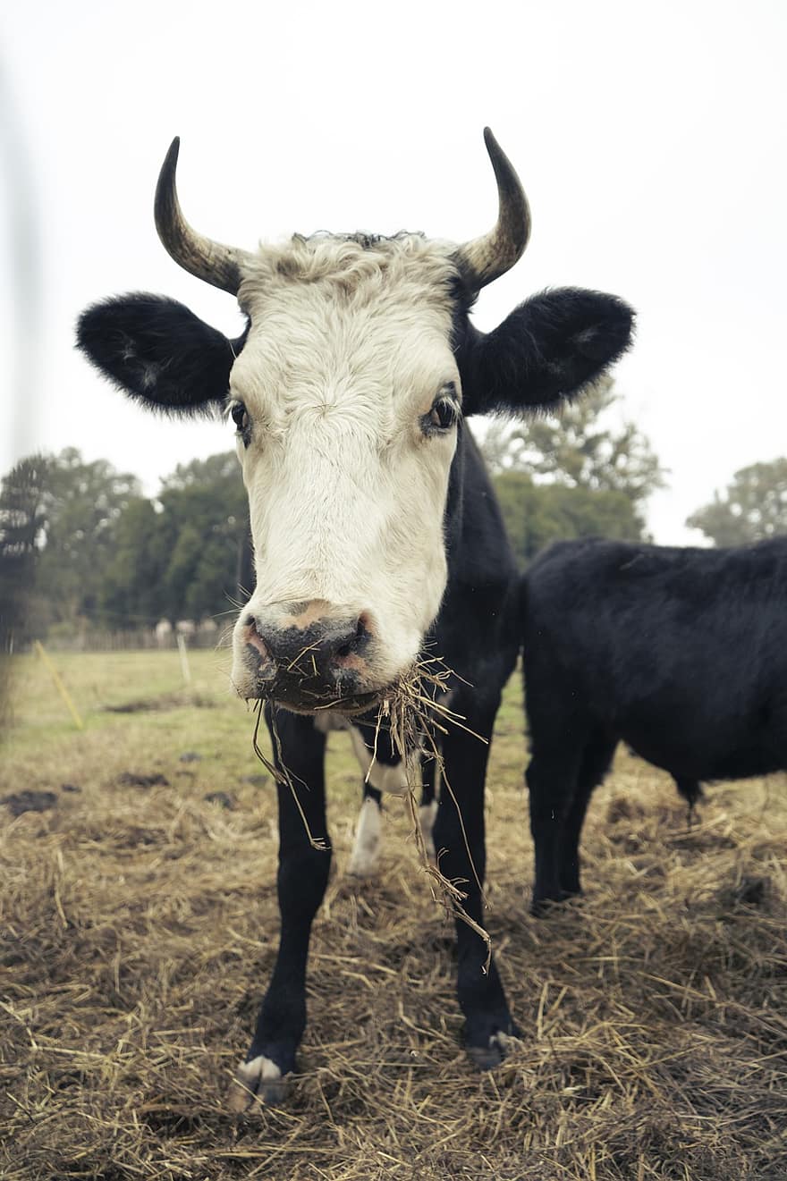 con bò, gia súc, sừng, thú vật, thịt bò, chăn nuôi, động vật có vú, nông trại, nông thôn, nông nghiệp, động vật trang trại