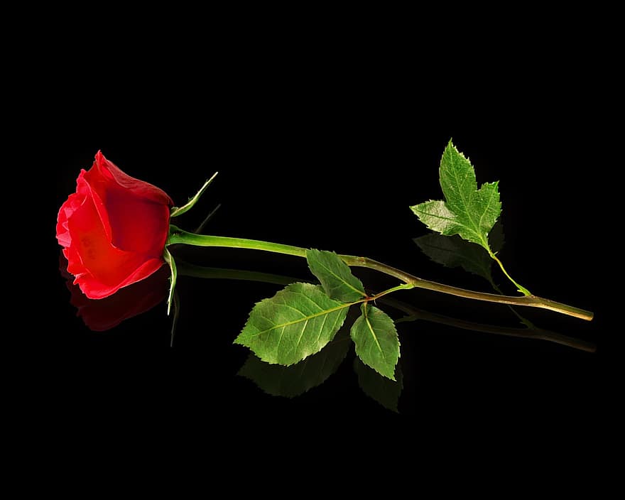 Raudona roze, juodas fonas, gėlė, apdaila, skirta, meilė, romantiškas, atspindys