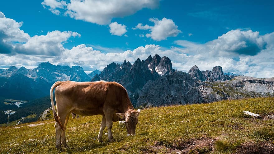 牛、家畜、動物、自然、哺乳類、農業、農村、田舎、牛肉、放牧、草