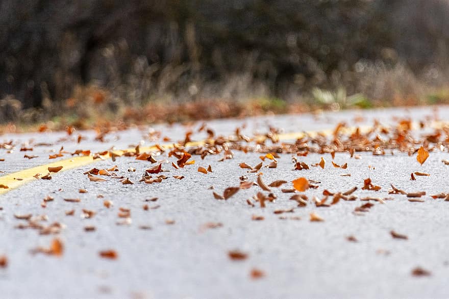 hojas, la carretera, asfalto, otoño, Mañana