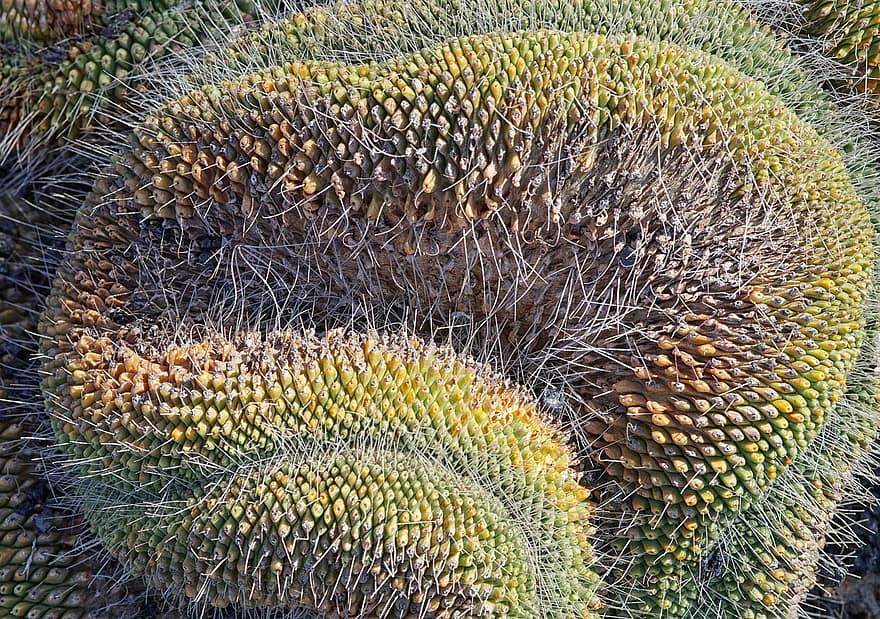 cactus, pianta, succulento, deserto, botanico