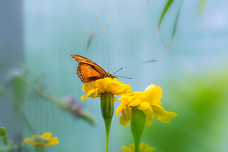 gele bloemen, oranje vlinder, bestuiving, tuin-, natuur, vlinder, detailopname, bloem, zomer, geel, insect