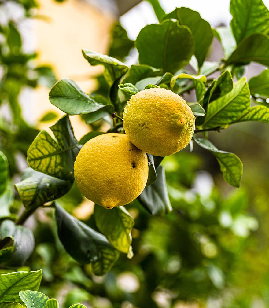 плодове, лимони, лимоново дърво, дърво, жълт, цитрусови плодове, здрав, кисел, прясно, витамини, сочен