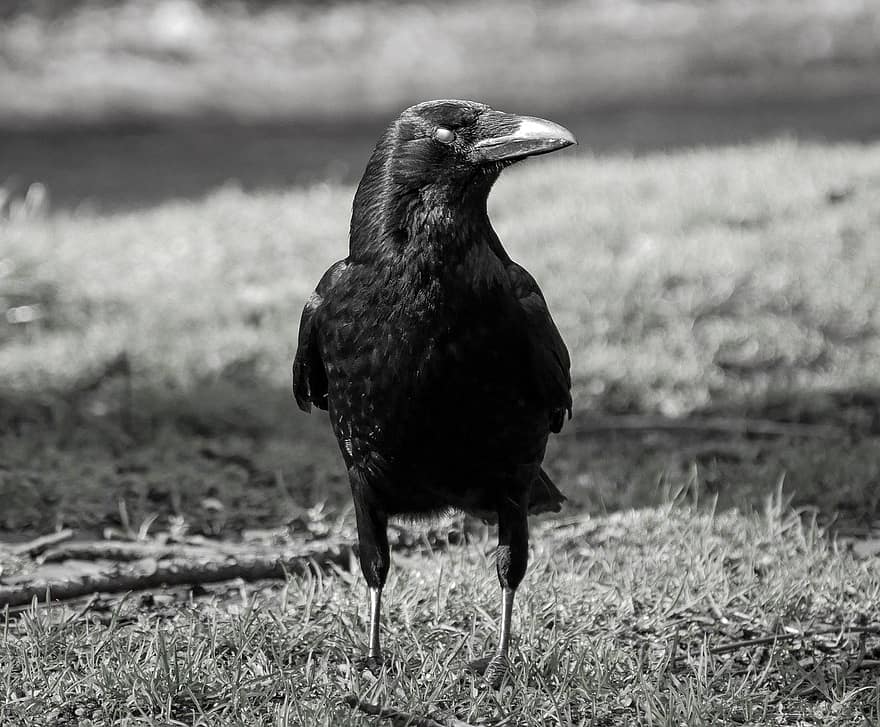 cuervo, en blanco y negro, monocromo, escalofriante, de miedo, Víspera de Todos los Santos, pájaro, naturaleza, animal, ojo, fauna silvestre