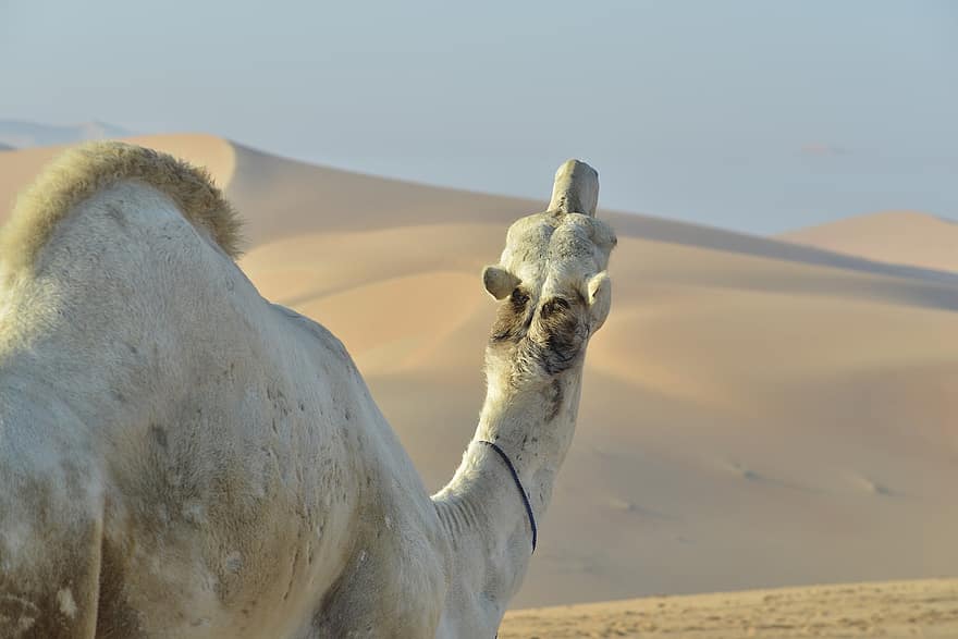 kamel, sand, klitter, ørken, dyr, pattedyr, væsen, natur