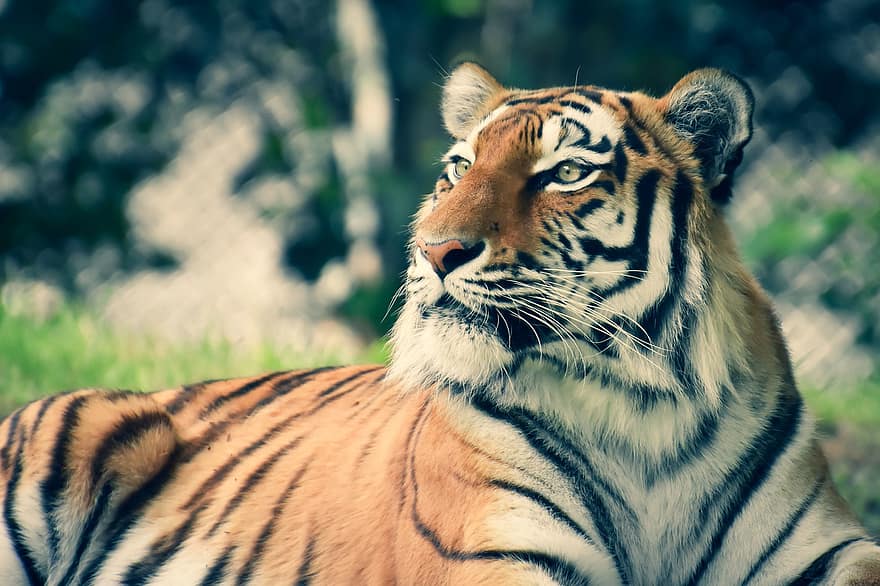 tigre, animal, animais selvagens, Tigre siberiano, mamífero, gato grande, animal selvagem, predador, gato selvagem, perigoso, região selvagem