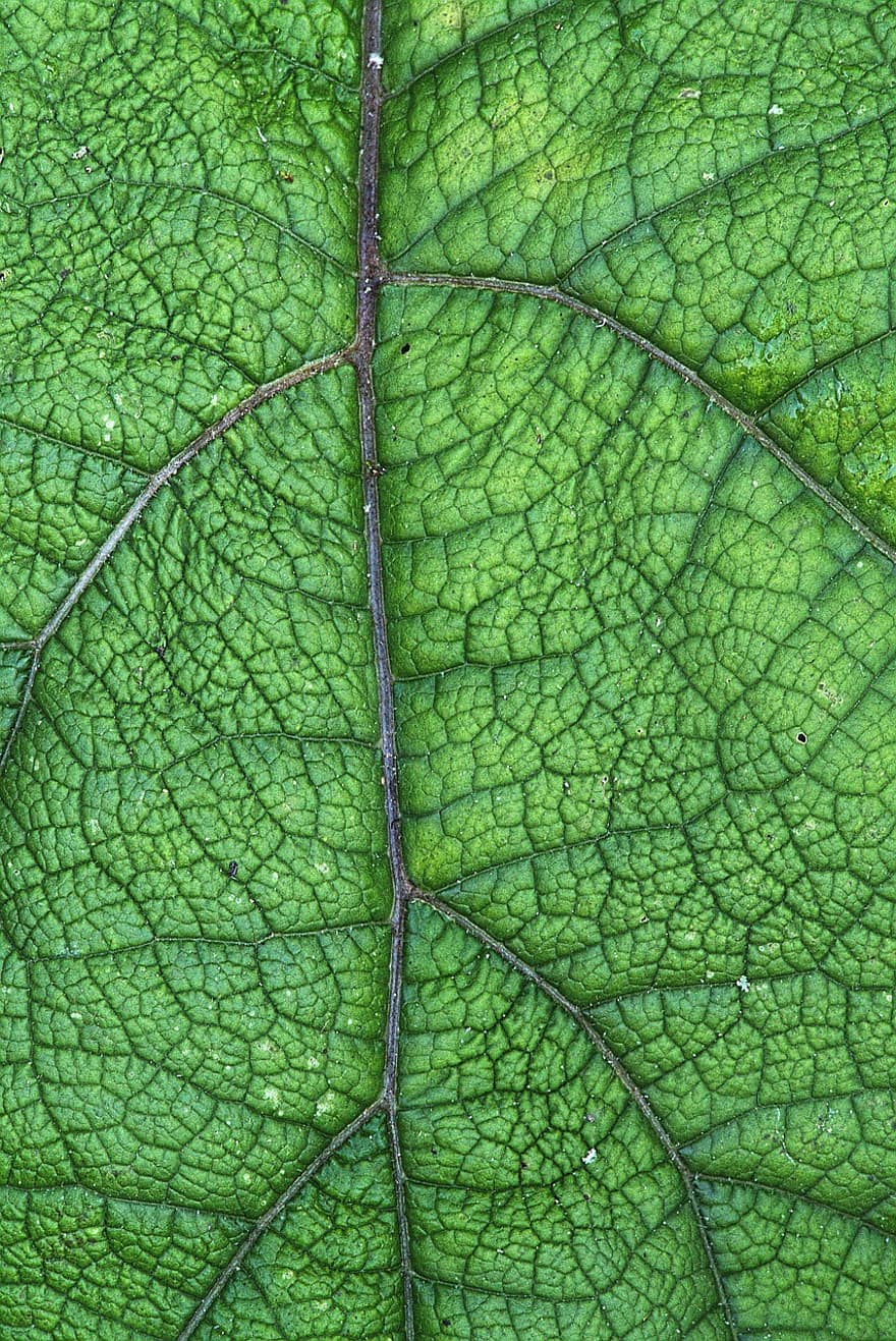 full, venes de les fulles, estructura de les fulles, verd, retroiluminació, patró, color verd, planta, primer pla, fons, macro
