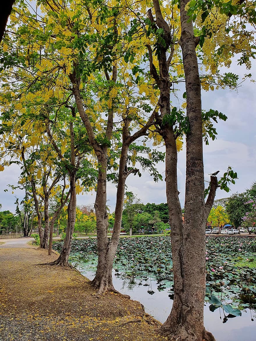 Taizeme, parks, dīķis, ezers, ayutthaya, koki, tūristu piesaiste, upe