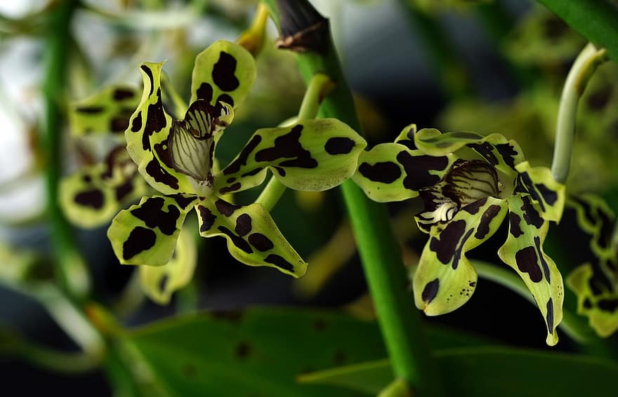 квітка, листя, Орхідея Папуа, флора, природи