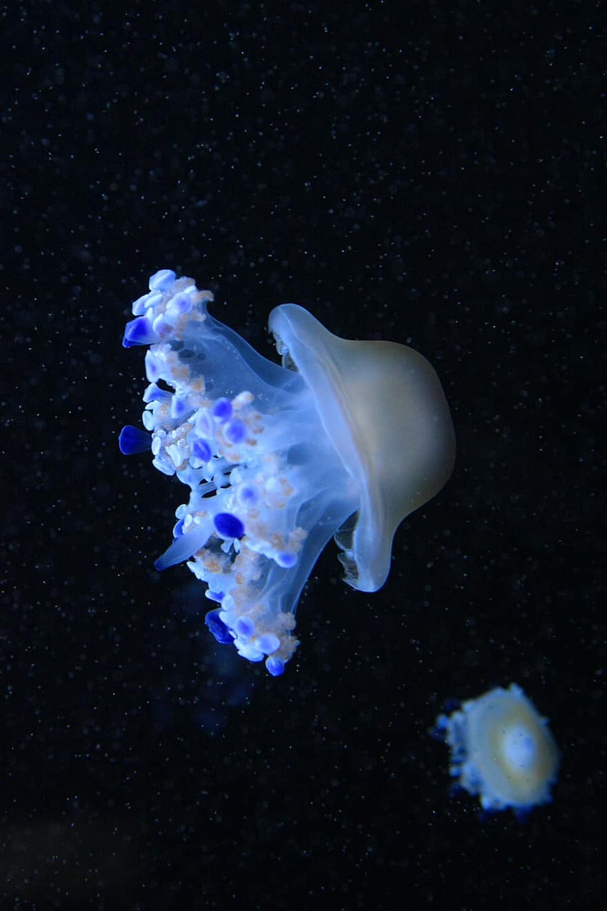 meduză, cnidarian, sub apă, marin