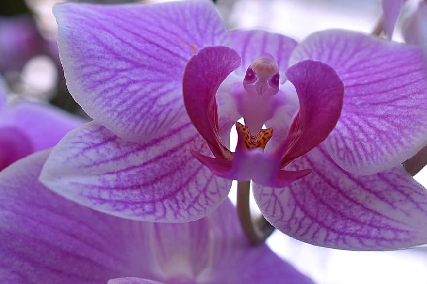 orchidea, viola, falena orchidea, fiore, orchidea viola, fiore viola, petali, petali viola, flora, fioritura, fiorire