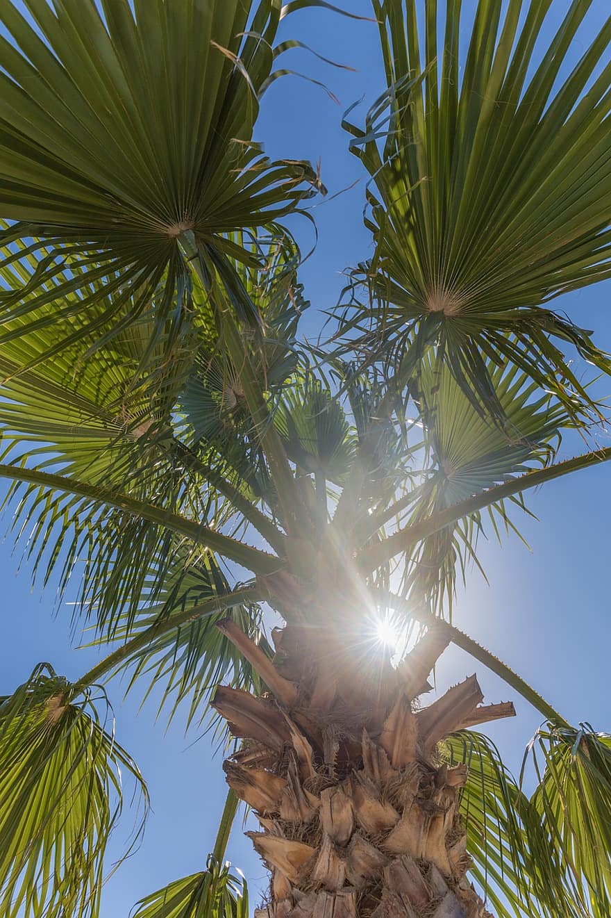 natur, palmträd, tropiskt träd, solstråle