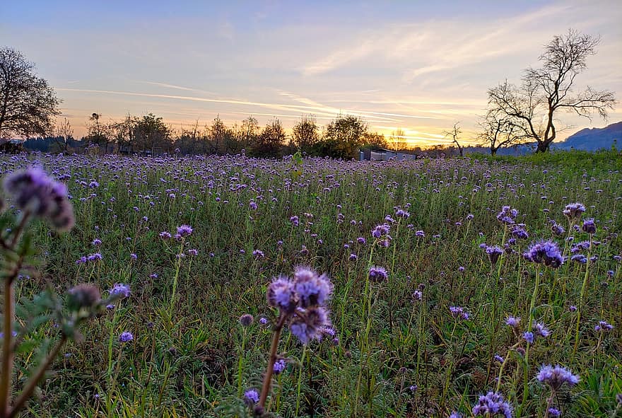フラワーズ、紫色の花、牧草地、フィールド、自然、風景、日没