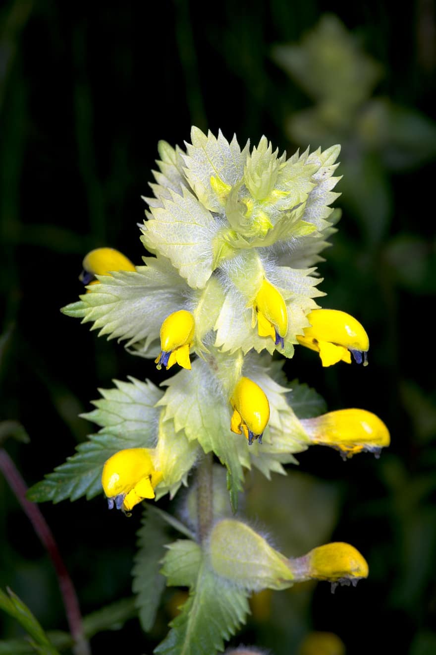 Greater-yellow-rattle, Rattleweed, Rhinanthus, Plant, Yellow, Orobanchaceae, Blossom, Bloom