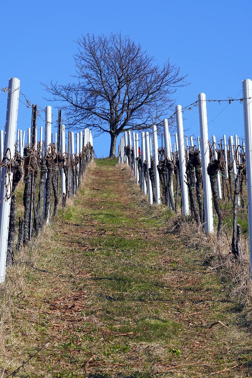 wijngaard, boom, wijnstokken, wijnbouw, landelijke scène, gras, landbouw, hout, wijnmaken, hek, blauw